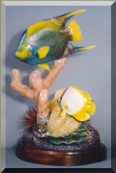 Queen Angel and Spotfin Butterfly fish, salt water