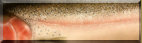 Steelhead Scales