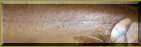 Bull Trout Scales