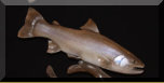 wood Bull Trout carving