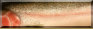 Steelhead Scales