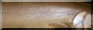 Bull Trout Scales