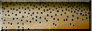 Brown Trout Scales